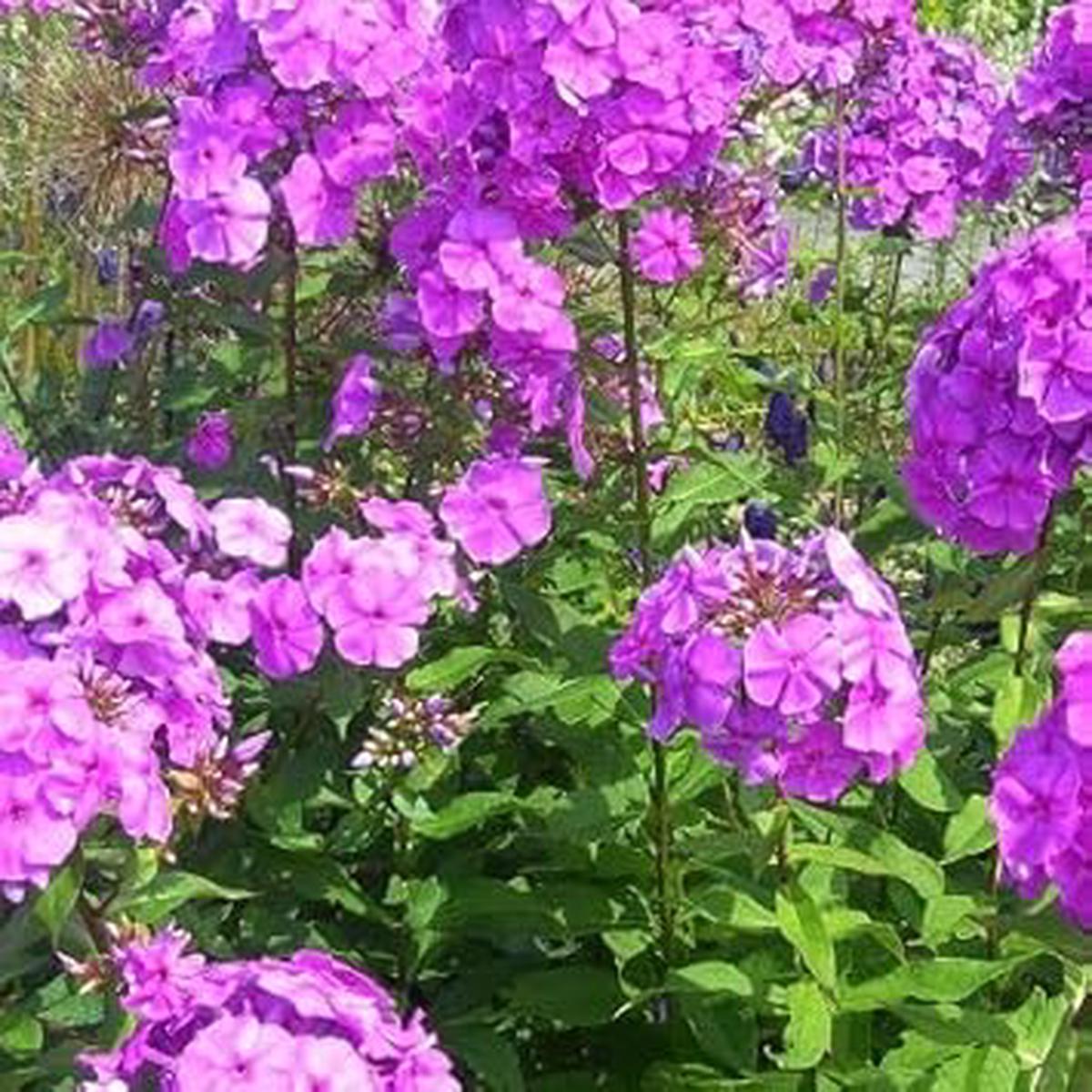 Heirloom Purple Nezabudka Flower Seeds for Planting | Non-GMO Organic Garden Seeds | Charming Blooms, High Germination