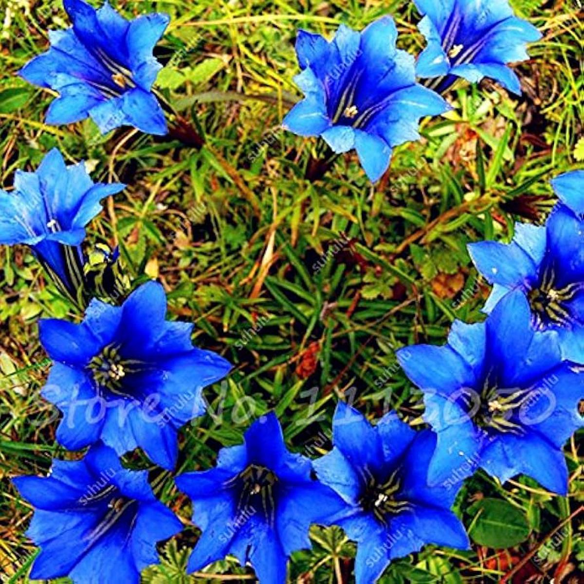 High-Quality Bonsai Plants - Pieces Largeleaf Gentian Seeds, Perennial Blue Flower for Blooming Gardens