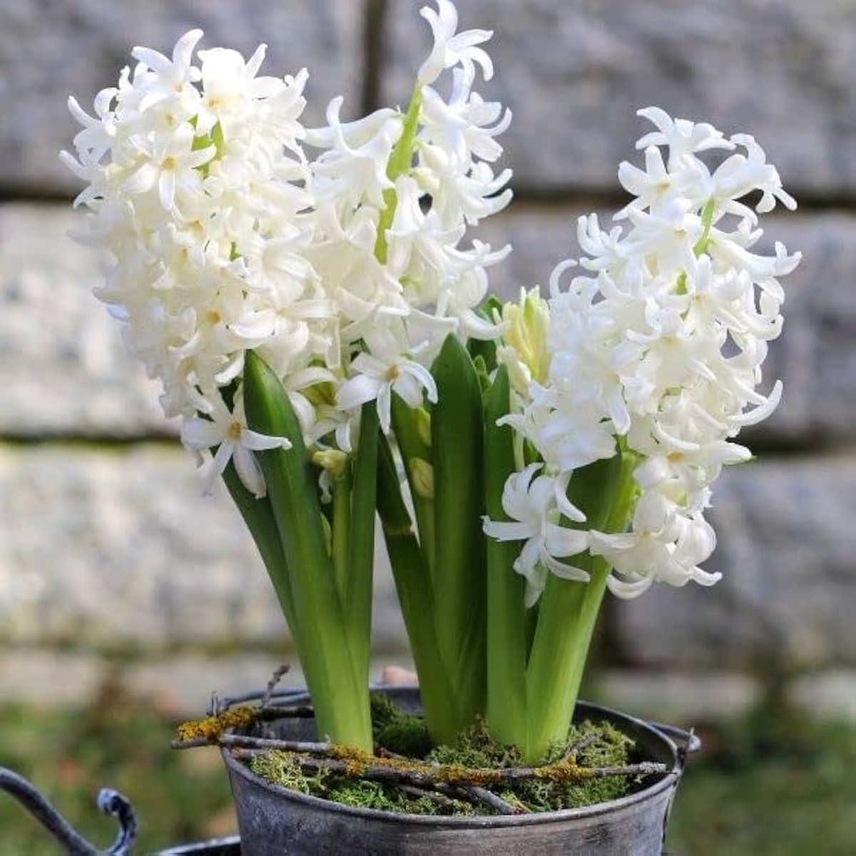 Hyacinthus Orientalis White Flower Seeds for Planting Heirloom, Non-GMO, Organic Garden Seeds