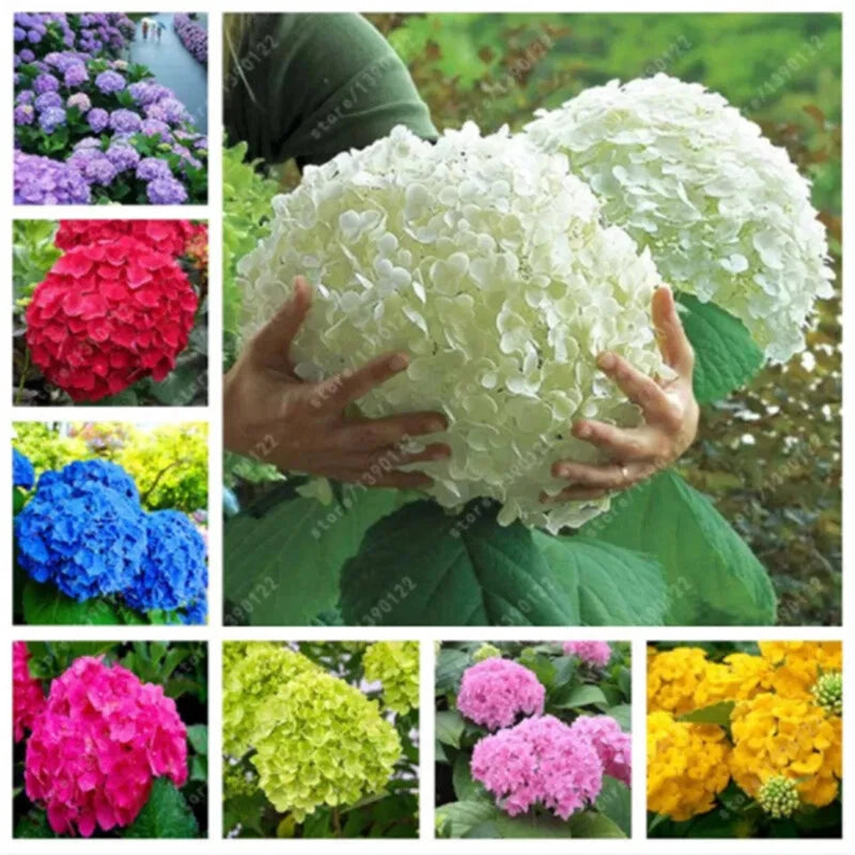 HYDRANGEA SEEDS Garden Plant Flower rare exotic seller shipping  Heirloom, Non-GMO, High Germination Organic Garden Seeds