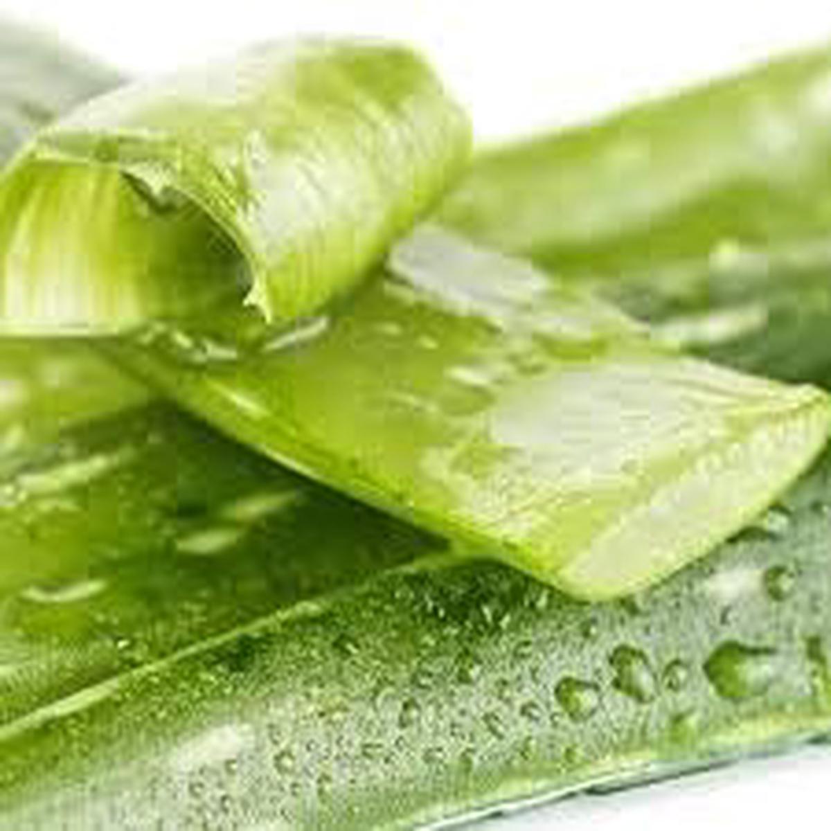 Light Green Aloe Vera Plant Seeds for Planting Heirloom, Non-GMO, High Germination Medicinal Succulent Garden Seeds
