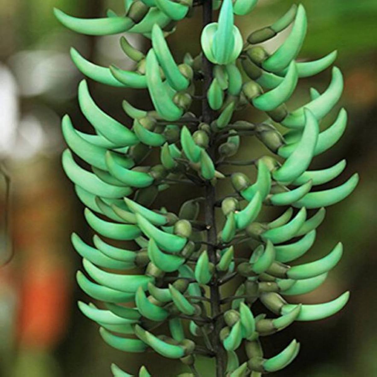 Light Green Strongylodon Flower Seeds for Planting  Heirloom, Non-GMO, Bright Blooms, High Germination