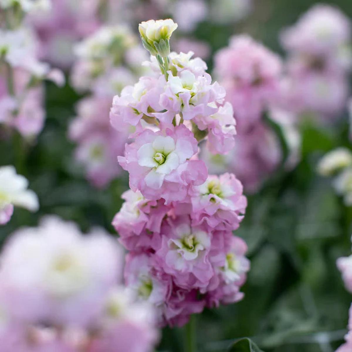 Light Pink Matthiola Incana Flower seeds for Planting Vibrant Colors Heirloom & GMO Free Seeds for Home Garden   Sale
