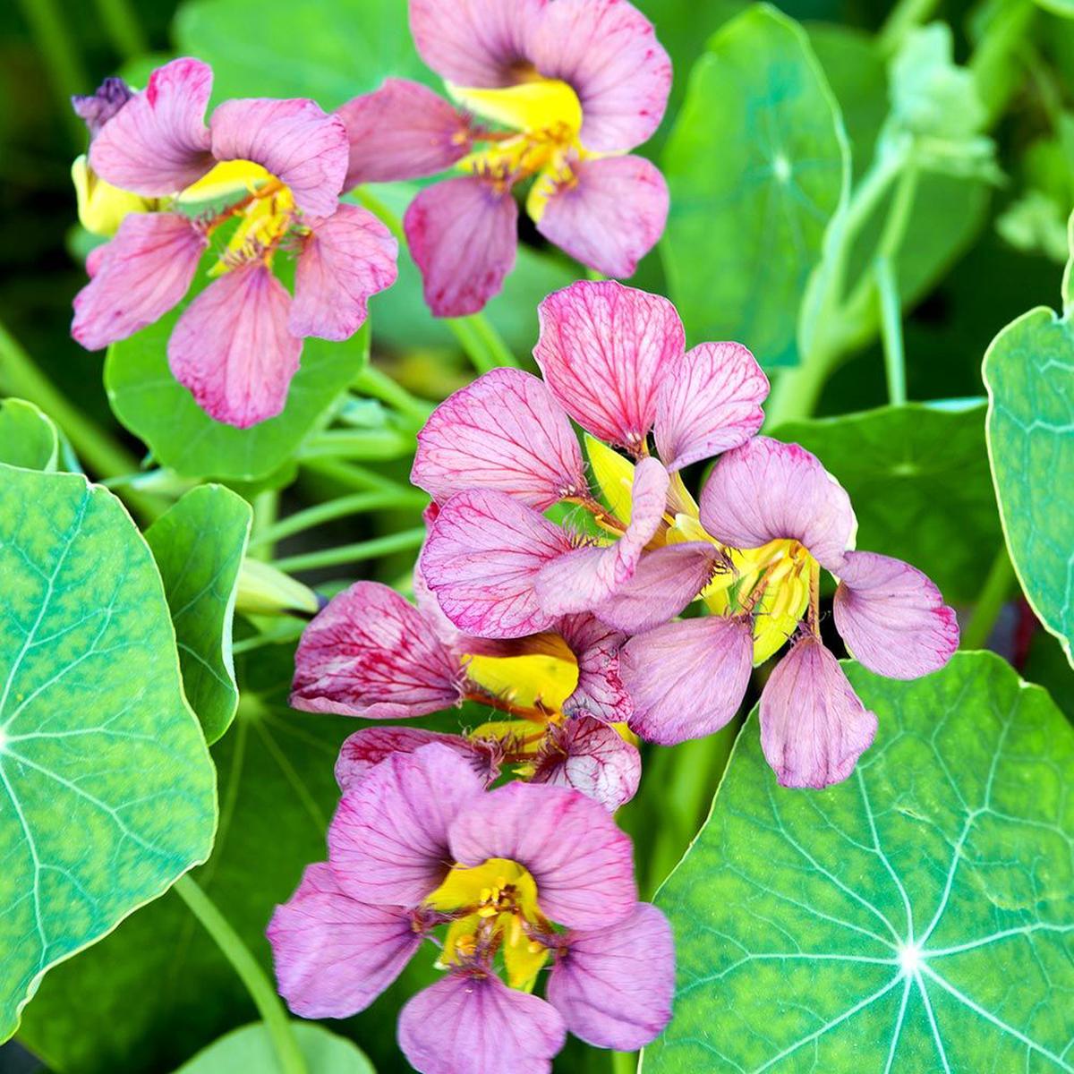 Light Purple Nasturtium Flower seeds for Planting Low Maintenance Heirloom & GMO Free Seeds for Home Garden