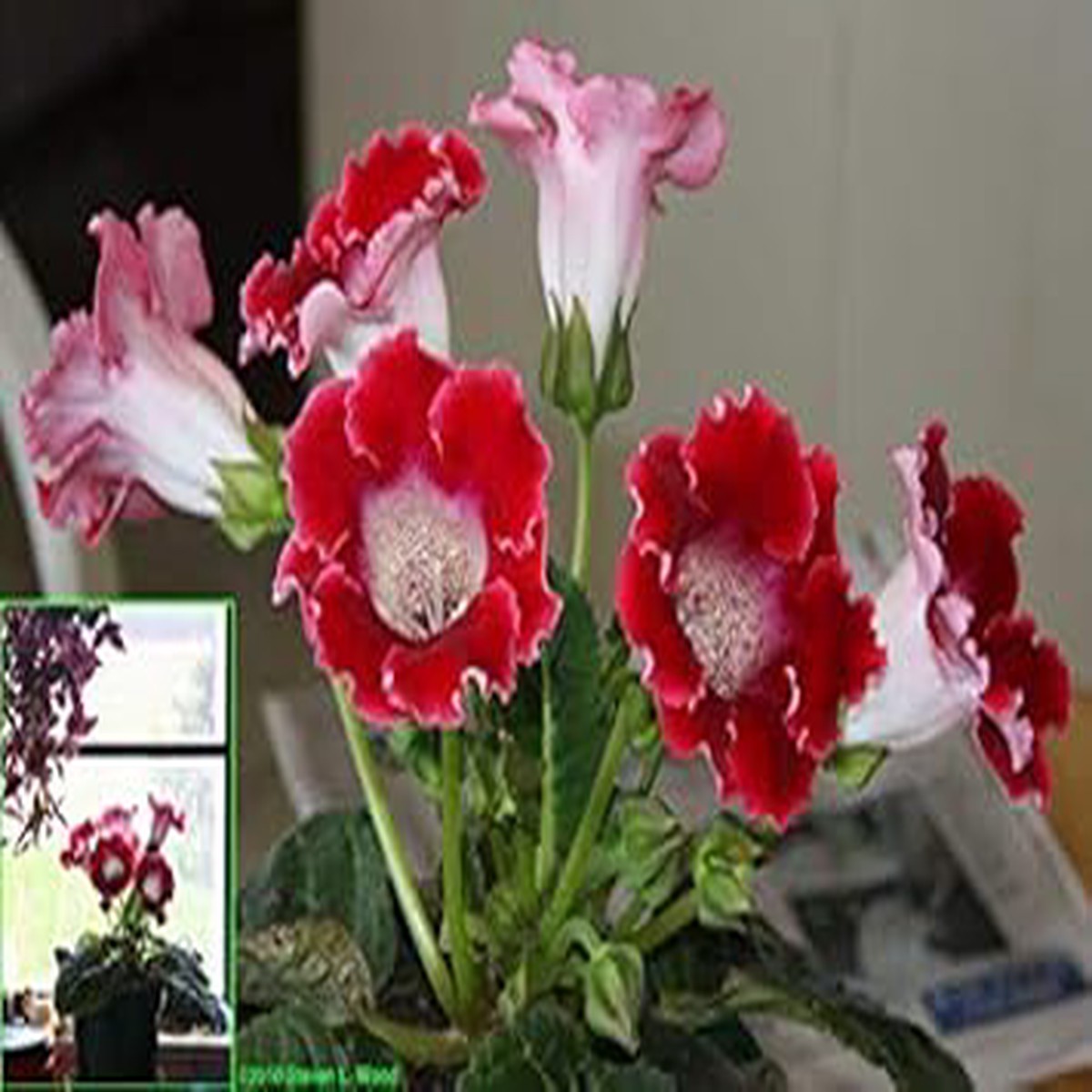Maroon, Red & White Gloxinia Heirloom Non-GMO Seeds for Planting High Germination Organic Garden Seeds