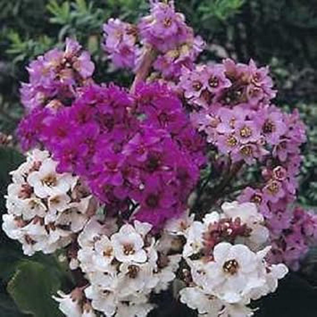 Mixed Bergenia Flower seeds for Planting - Hardy Variety, Heirloom & GMO Free Seeds for Home Garden