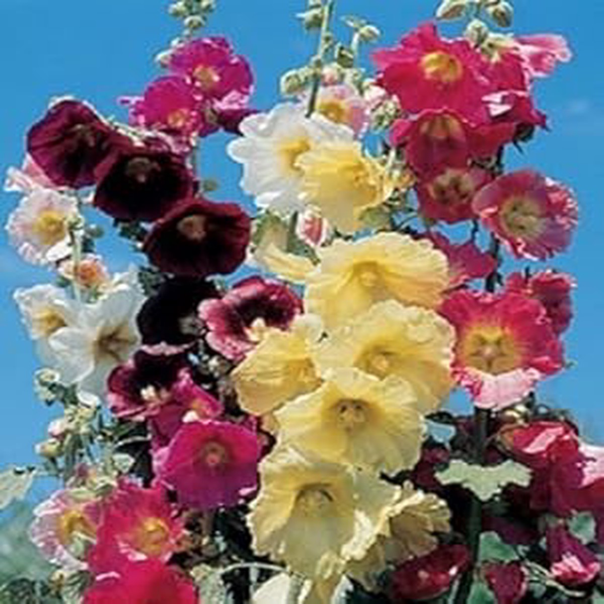Mixed Danish Hollyhock Flower seeds for Planting - Hardy Variety, Heirloom & GMO Free Seeds for Home Garden