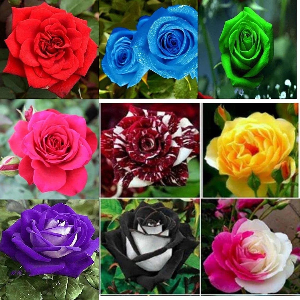 Mixed Rose Flower Seeds for Planting Heirloom, Non-GMO, High Germination Organic Garden Seeds
