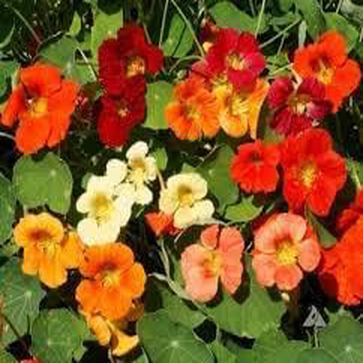 Mixed Tropaeolum Majus Flower Seeds Heirloom Non-GMO Nasturtium Seeds for Planting & Garden Blooms