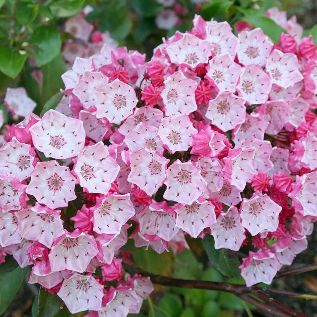 Mountain Laurel Seeds Kalmia Latifolia for Planting Woodland Shrubs