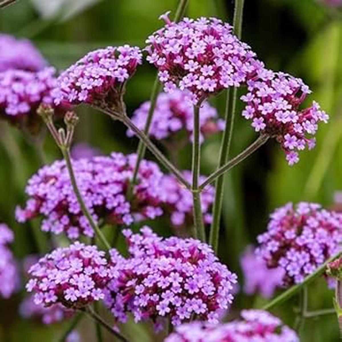Multi-Color Verbena Flower Seeds for Planting  Heirloom, Non-GMO, Organic