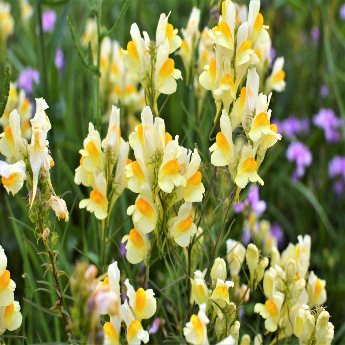 Oldfield Toadflax Flowering Seeds for Planting