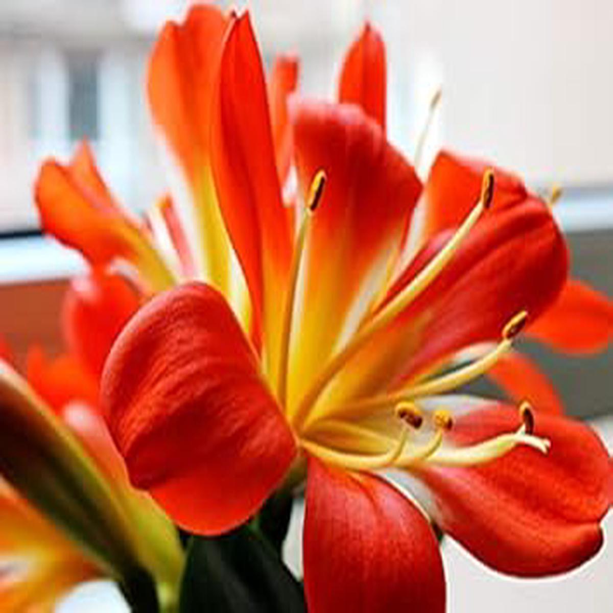 Orange Clivia Flower Seeds for Planting  Non-GMO Heirloom Organic Garden Seeds, High Germination