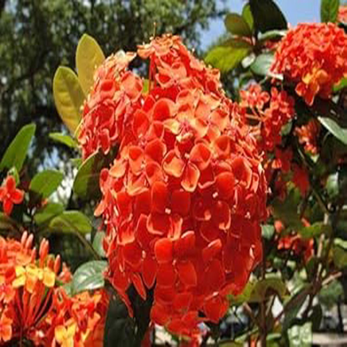 Orange Hydrangea Flower seeds for Planting - Pollinator Friendly, Heirloom & GMO Free Seeds for Home Garden