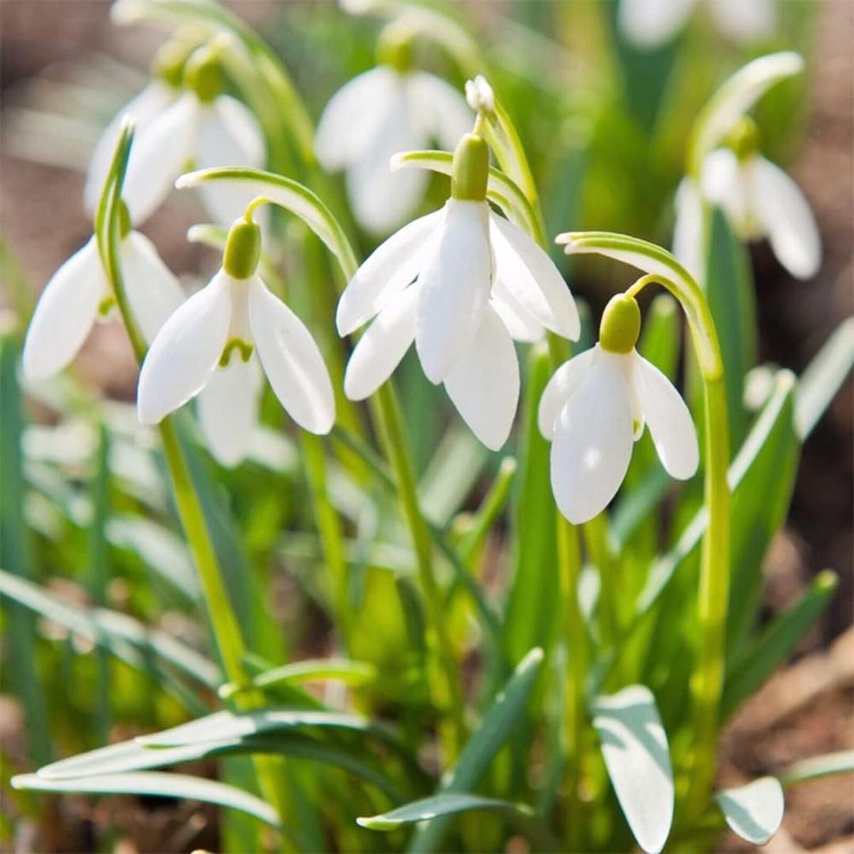 Organic White Galanthus Flower Seeds for Planting  Heirloom, Non-GMO, Elegant