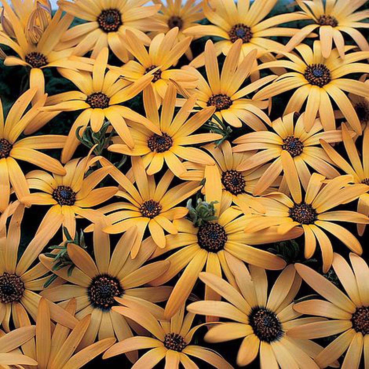 Osteospermum African Sun Imported  Heirloom, Non-GMO, High Germination Organic Garden Seeds
