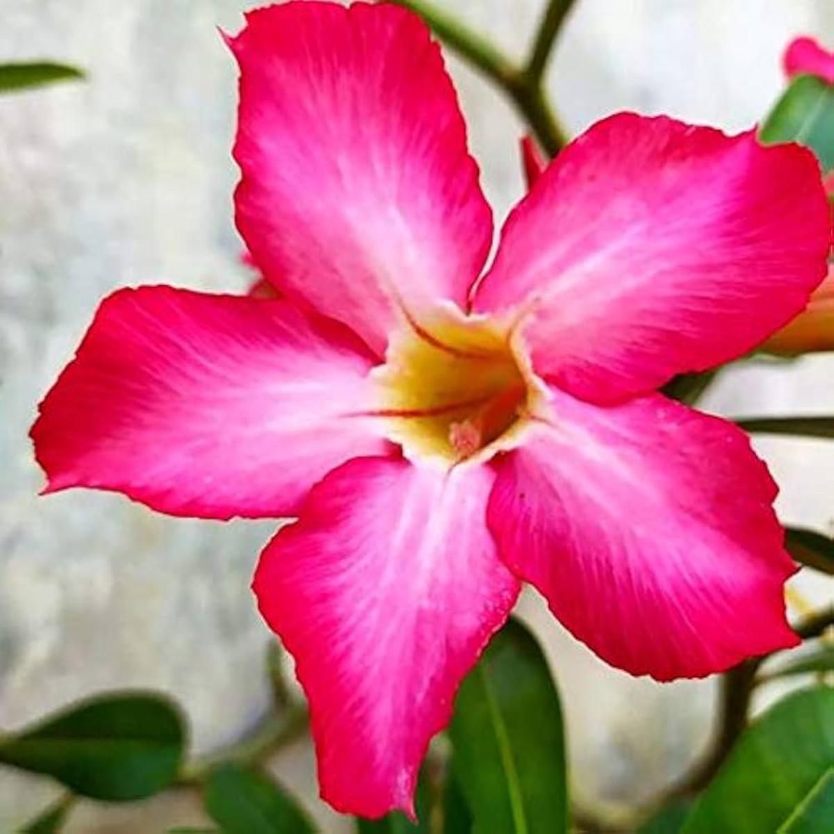 Pink Adenium Flower seeds for Planting Low Maintenance Heirloom & GMO Free Seeds for Home Garden Sale