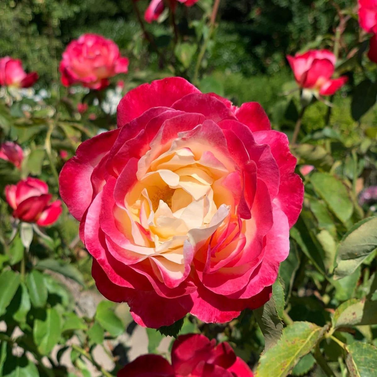 Pink and Yellow Rose Non-GMO Heirloom Garden Seeds Flower seeds for Planting - Pollinator Friendly, Heirloom & GMO Free Seeds for Home Garden