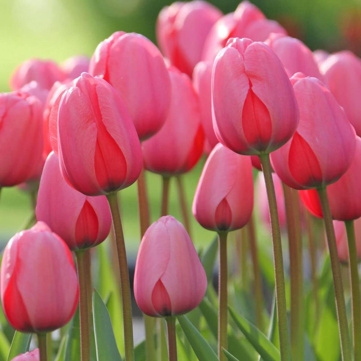 Pink Odorous Tulip Flower Seeds for Planting Heirloom, Non-GMO, High Germination Organic Garden Seeds
