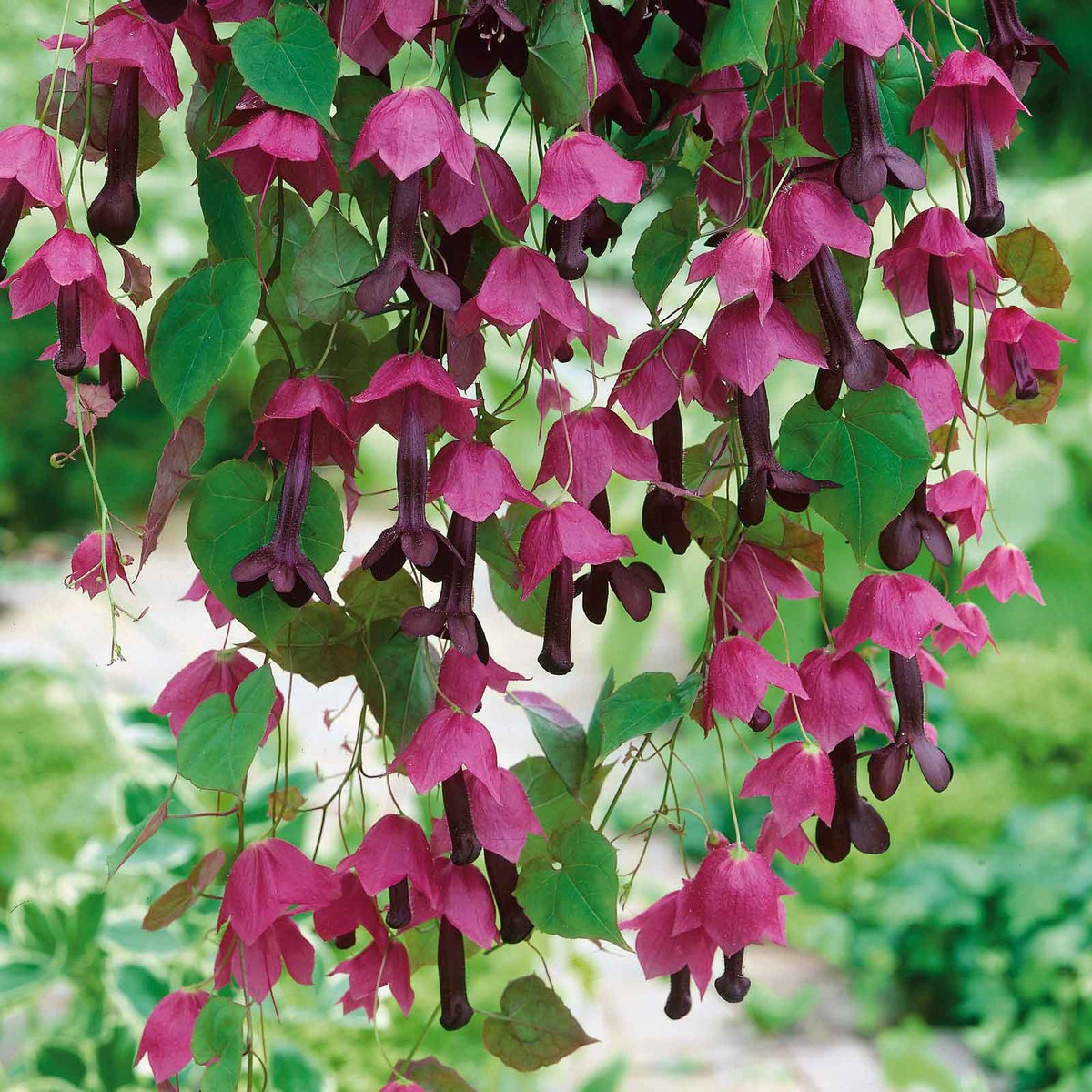 Purple Bell Vine Seeds