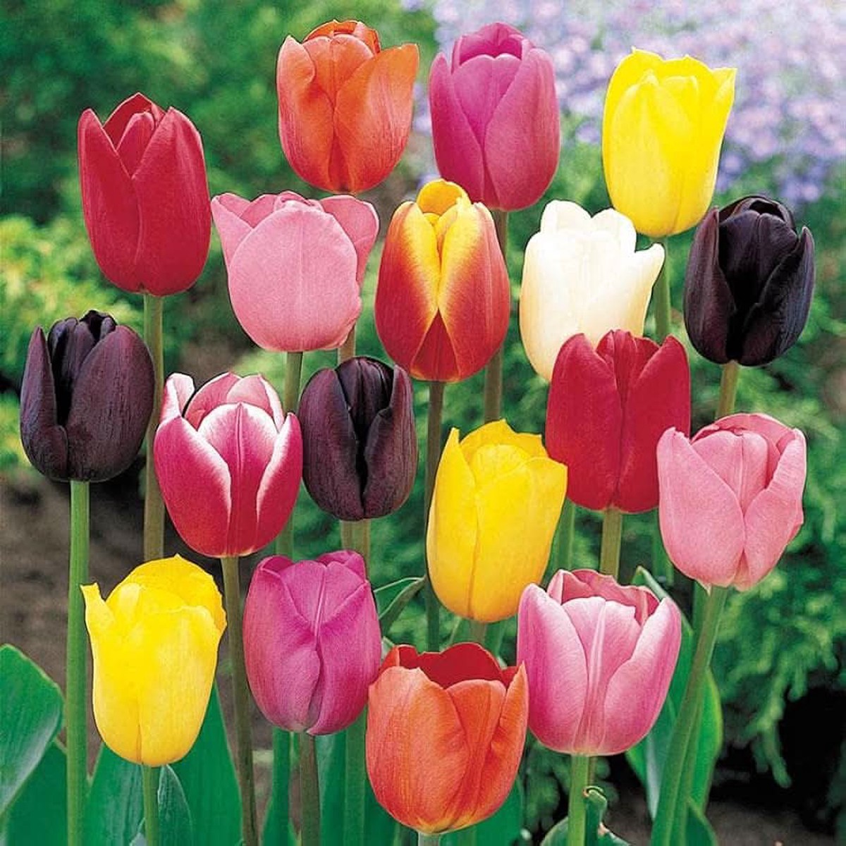 Rainbow Tulip Tulipa Gesneriana Flower For Planting In Home Garden Spring Flower Beds Flower