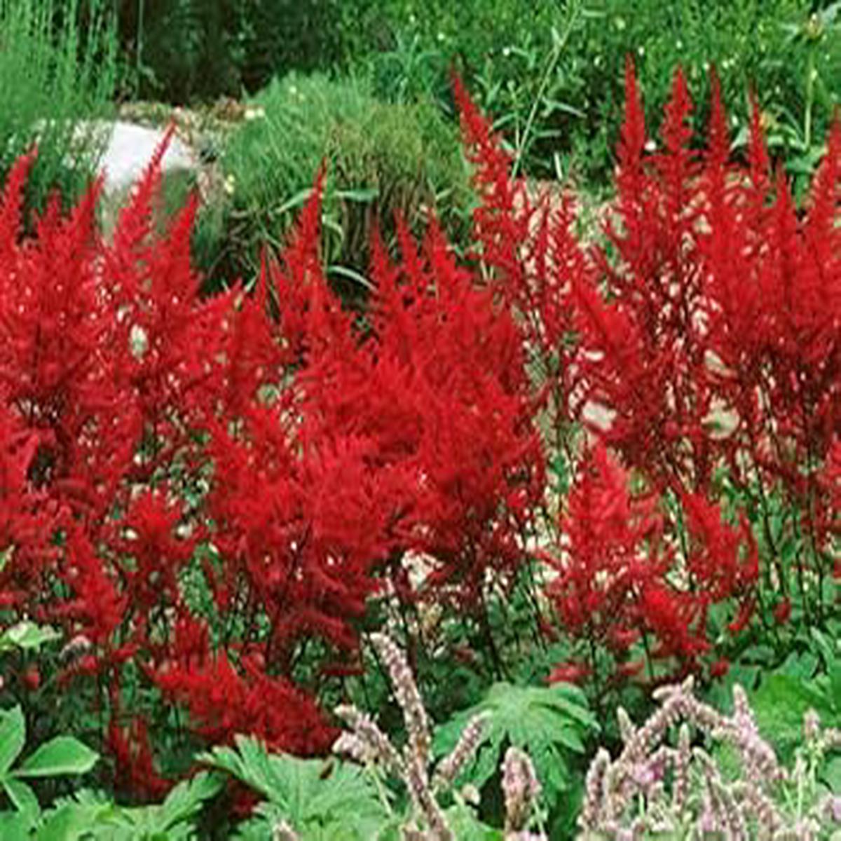 Red Astilbe Heirloom Non-GMO Seeds for Planting  High Germination Organic Garden Seeds for Lush Blooms