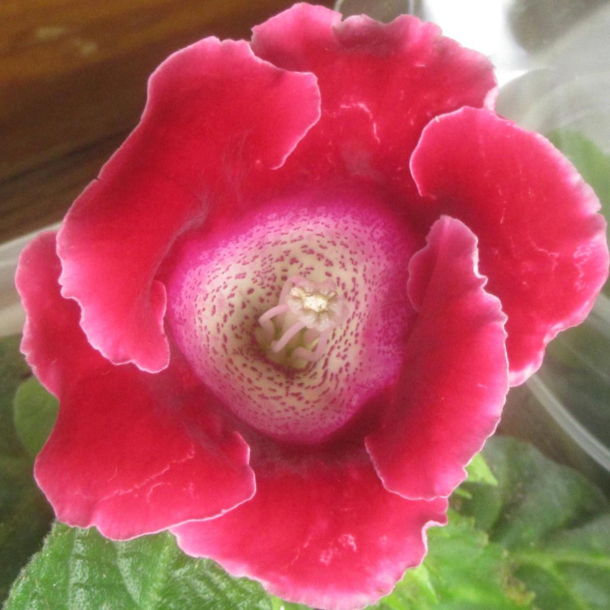 Red Brazilian Gloxinia Flower Seeds for Planting  Heirloom, Non-GMO, Cut Flower Favorite, High Germination