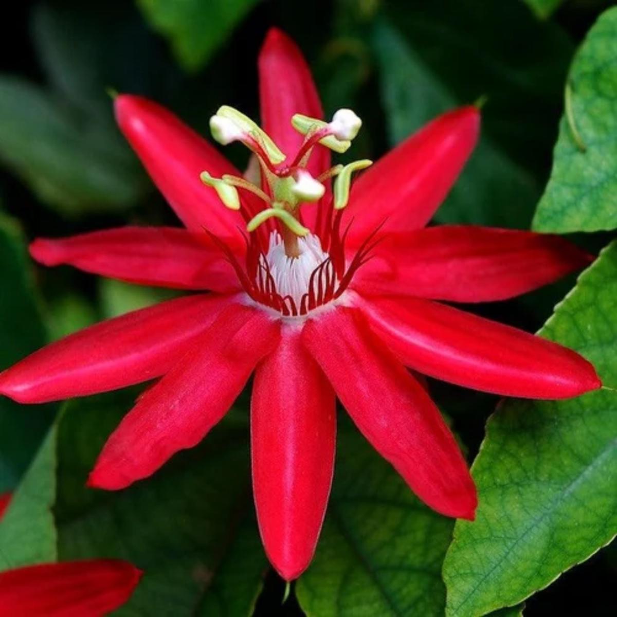 Red Passion Flower Seeds for Planting  Heirloom, Non-GMO, Easy to Grow, Tropical Vine