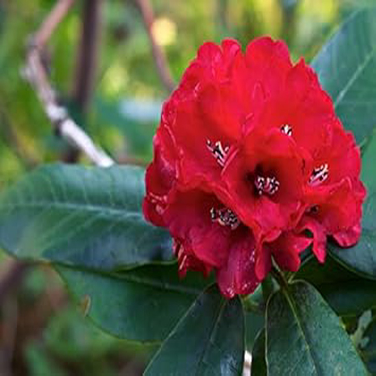 Red Rhododendron Flower seeds for Planting - Wildflower Mix, Heirloom & GMO Free Seeds for Home Garden