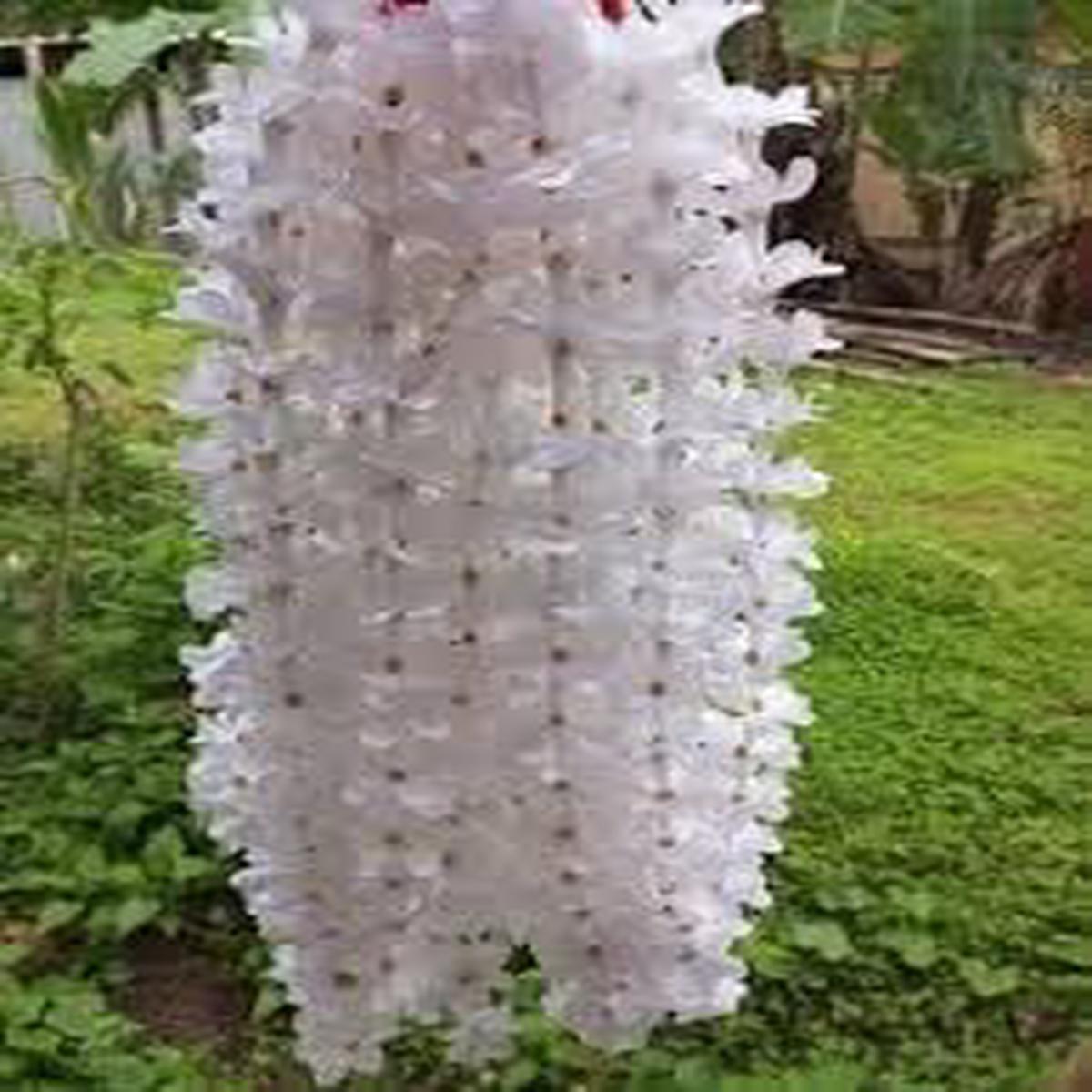 Rhynchostylis Retusa Alba Flower Seeds for Planting Premium Quality, Heirloom, Non-GMO, High Germination
