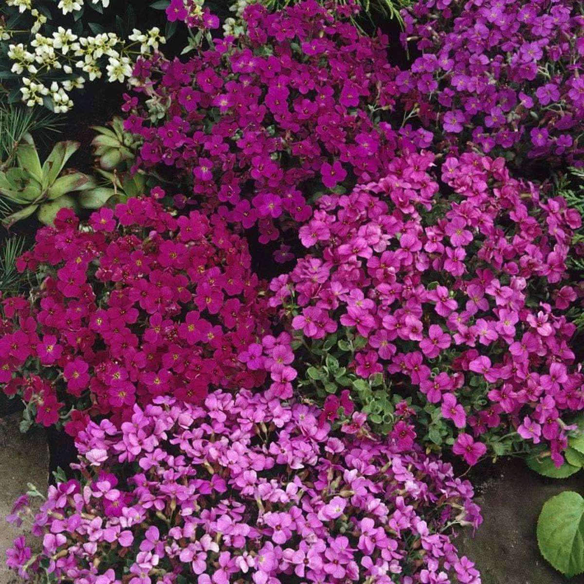 Rock Cress Aubrieta Cascade Purple Flower Plant Seeds