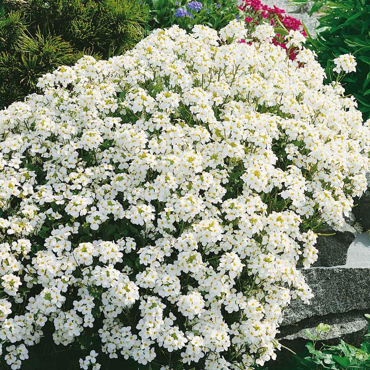 Rock Cress Seeds - Snow Peak