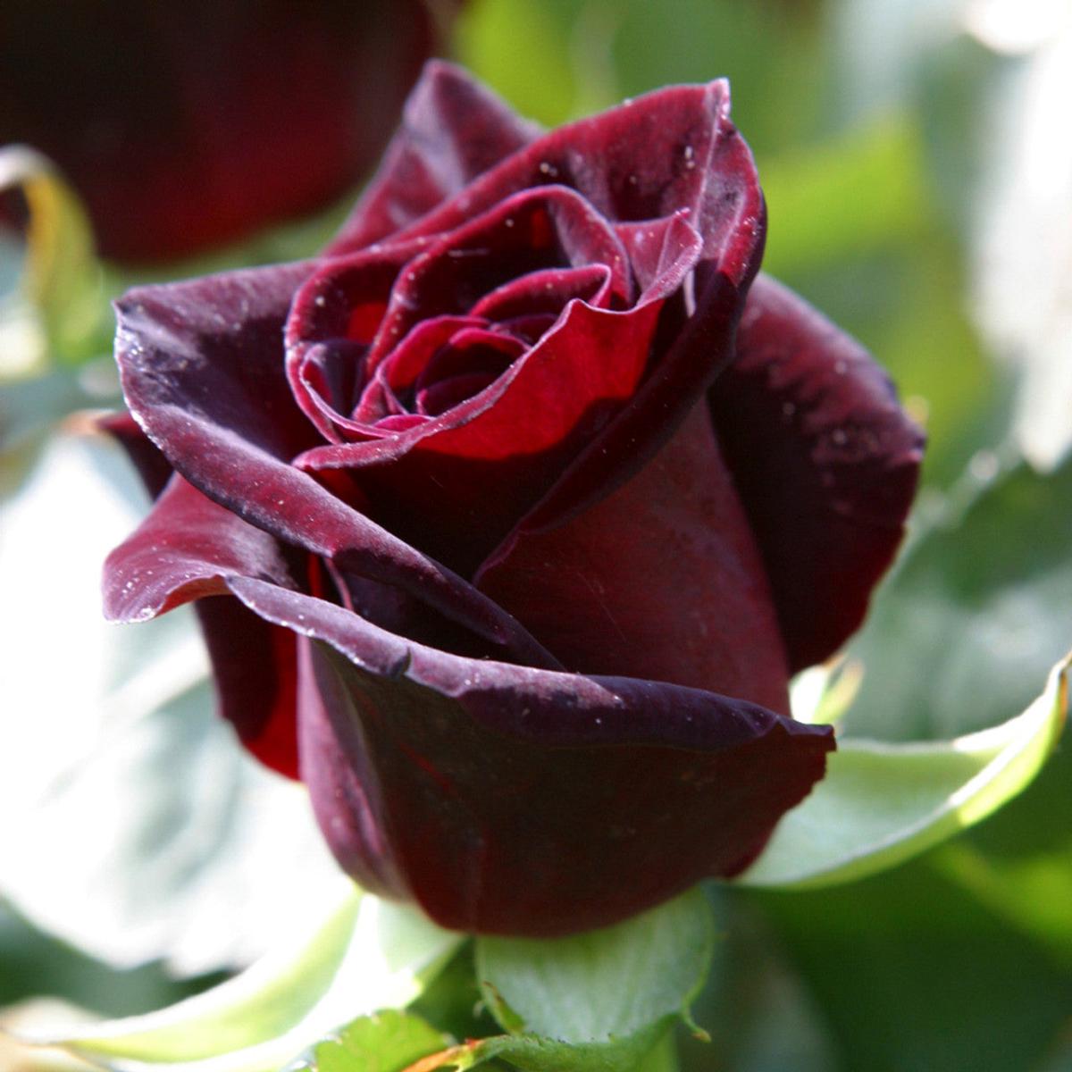 Rosa Black Baccara (Rose) Flower Seeds for Planting  Heirloom, Non-GMO, Fragrant, Perennial