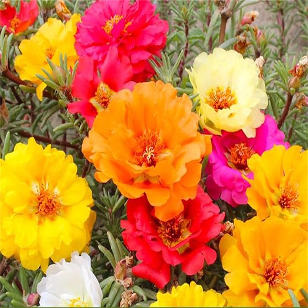 Rosa Flower Seeds for Planting Classic Rose Variety
