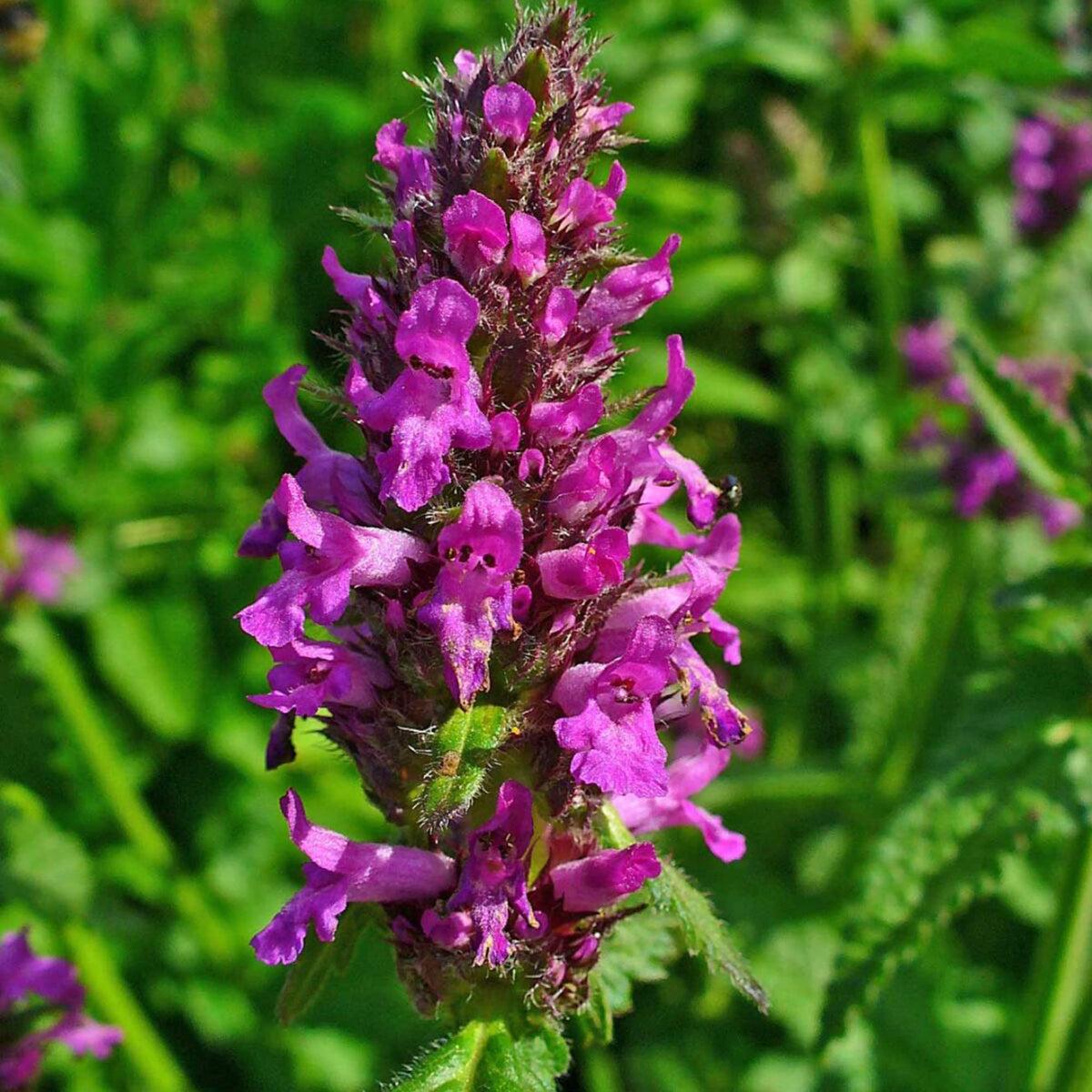 Stachys Officinalis Flower seeds for Planting Bright Blooms Heirloom & GMO Free Seeds for Home Garden Sale
