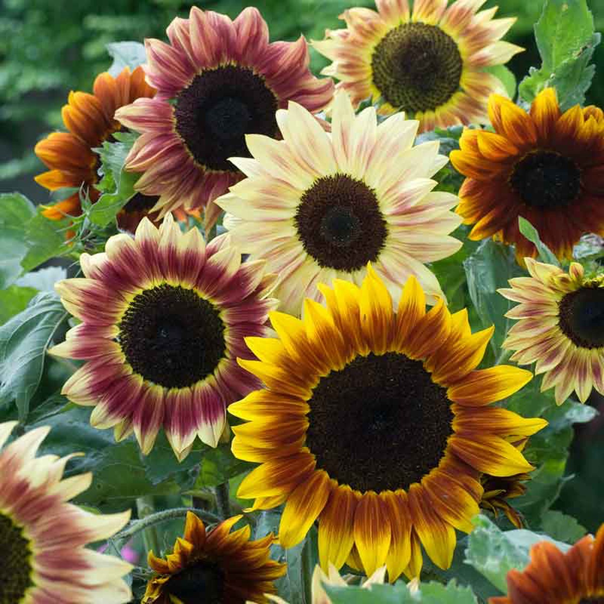 Sunflower Seeds - Evening Colors