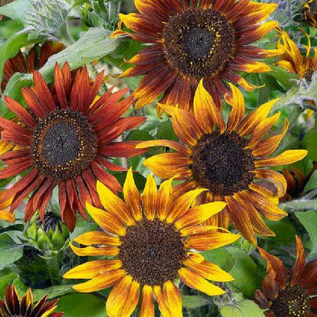 Sunflower TALL MARDI GRAS Orleans Mix Bees Butterflies Seeds  Heirloom, Non-GMO, High Germination Organic Garden Seeds