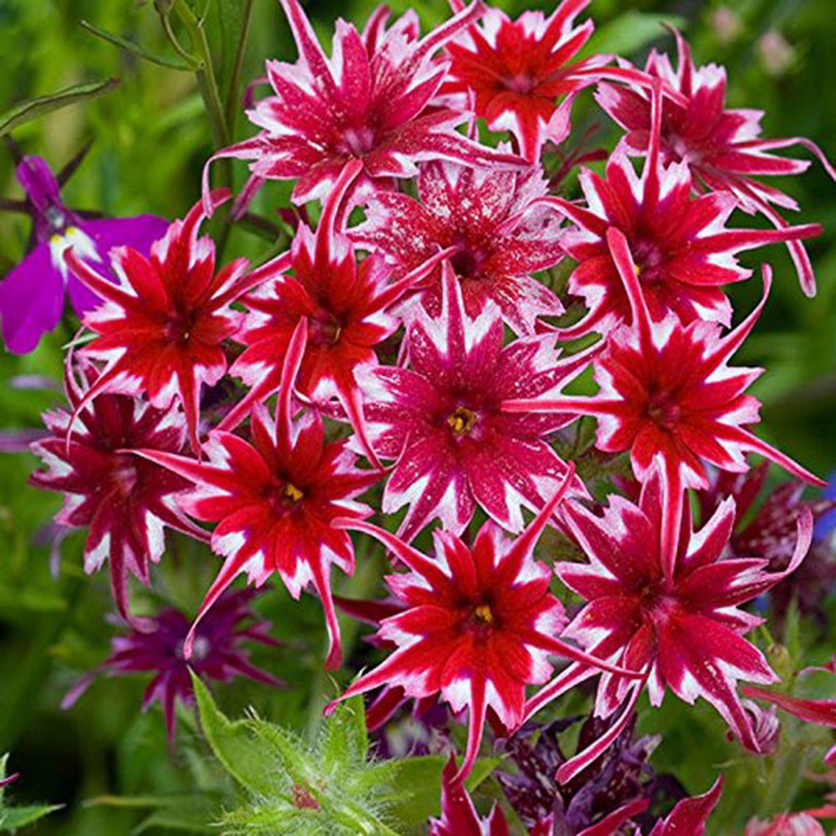 Twinkle Star flower seeds for Planting Perfect for Borders Heirloom & GMO Free Seeds for Home Garden