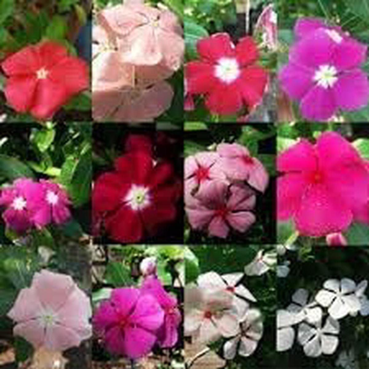 Vinca Periwinkle Flower Seeds for Planting Heirloom, Non-GMO, Hardy Variety Organic Garden Seeds
