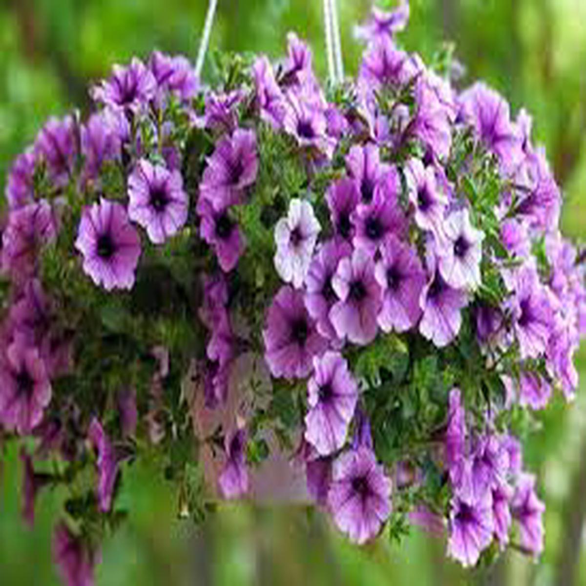 Violet Petunia Hybrida Hanging Flower Seeds for Planting  Heirloom, Non-GMO, Organic Garden Seeds