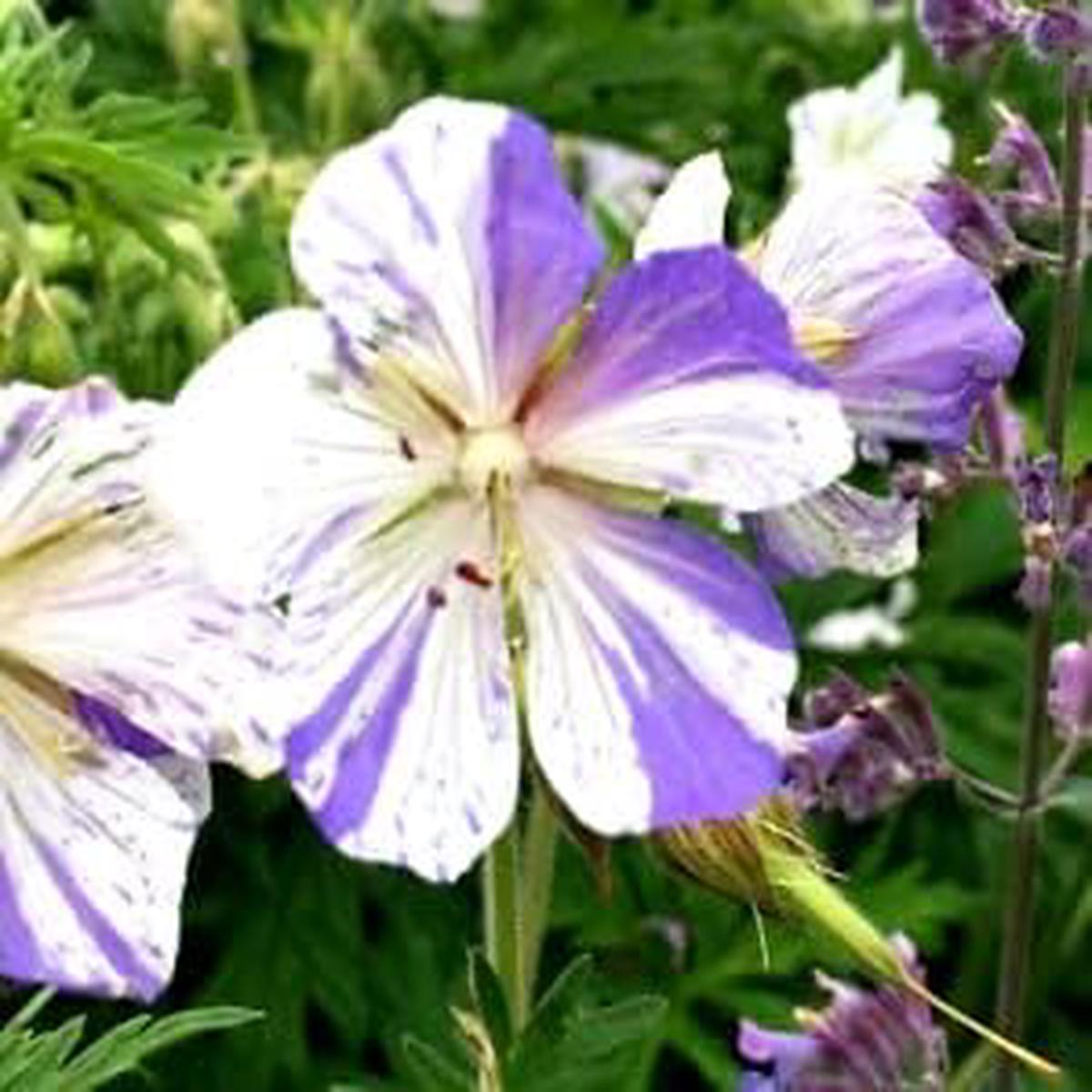 Violet White Geranium Seeds for Planting Organic Heirloom Non-GMO Flower Seeds