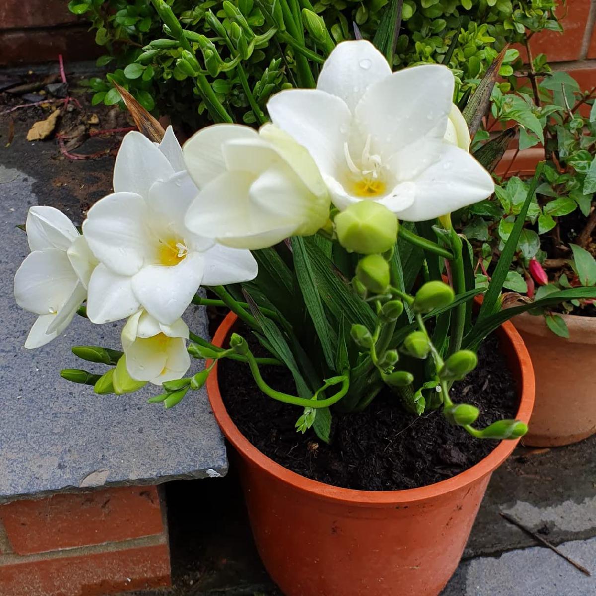 White Freesia Flower Seeds for Planting Hardy Variety Heirloom & GMO Free Seeds for Home Garden Sale