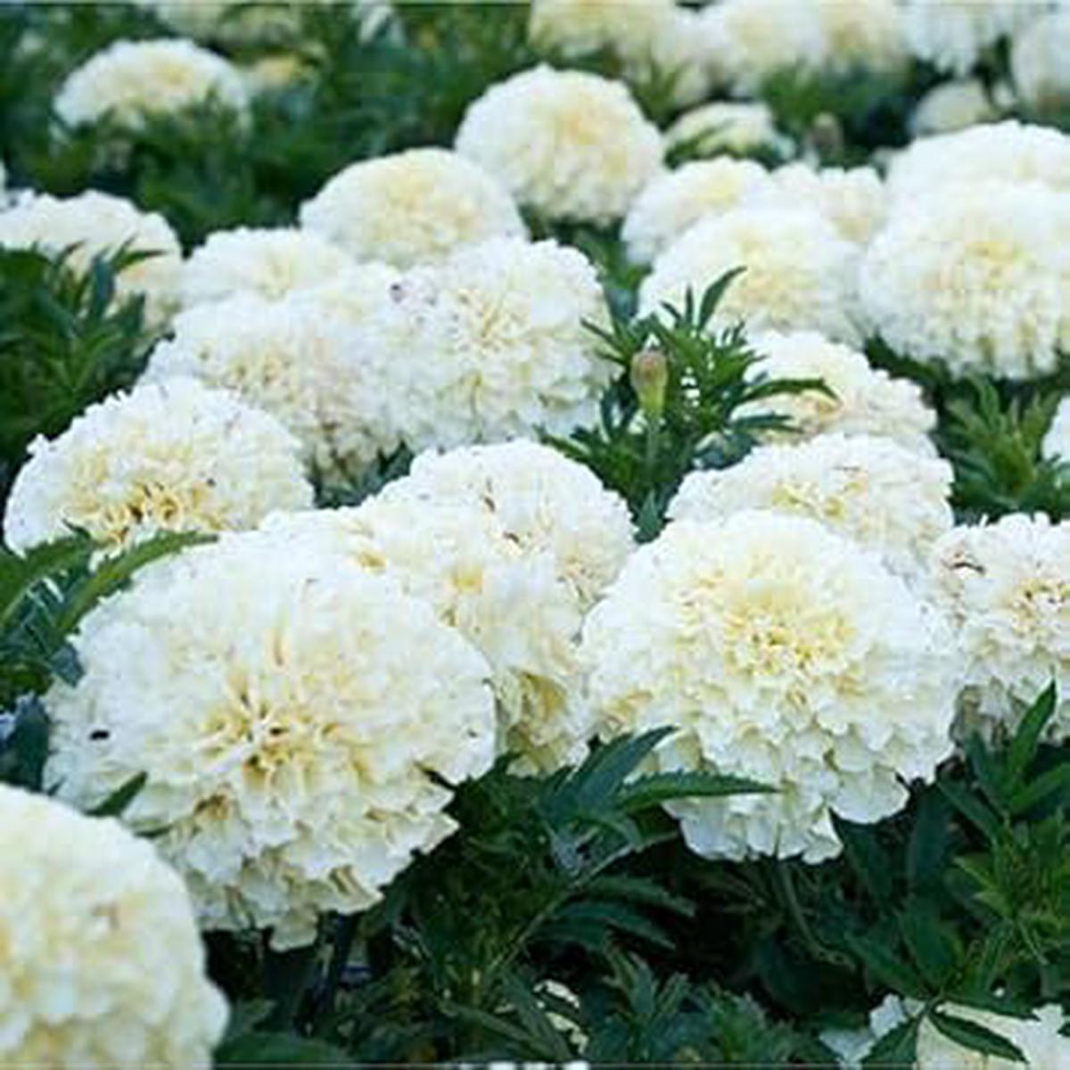 White Marigold Flower Seeds for Planting  Heirloom, Non-GMO, High Germination Organic Garden Seeds