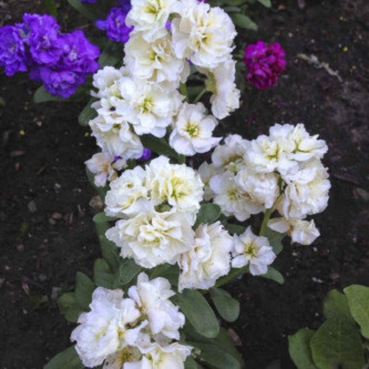 White Matthiola Incana Flower seeds for Planting Cut Flower Favorite Heirloom & GMO Free Seeds for Home Garden