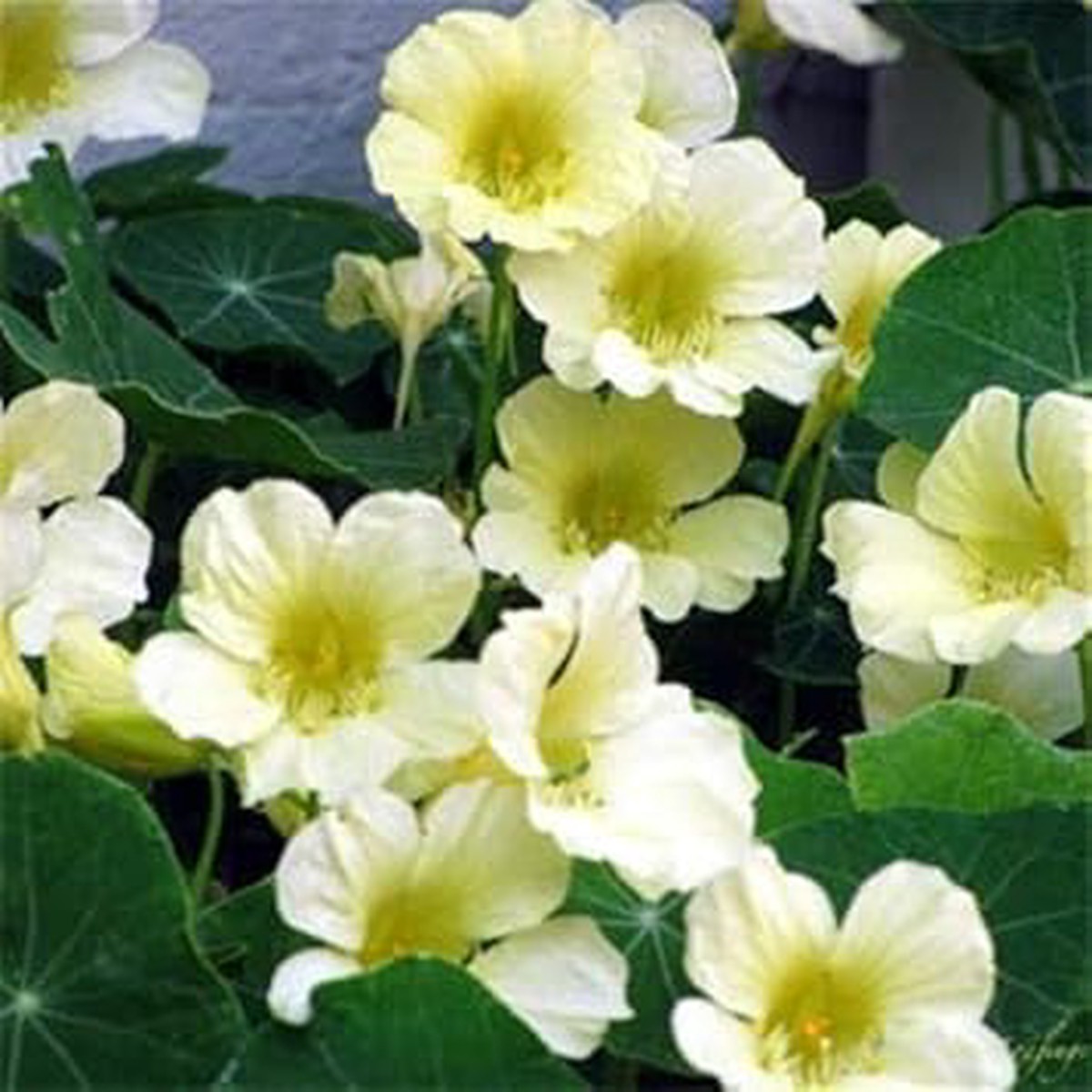 White Nasturtium Flower seeds for Planting Vibrant Colors Heirloom & GMO Free Seeds for Home Garden Sale