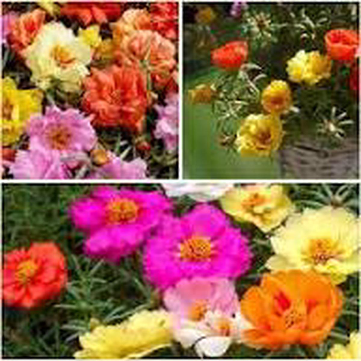 White Pink Moss Rose Flower Seeds for Planting | Heirloom Non-GMO High Germination Organic Garden Seeds