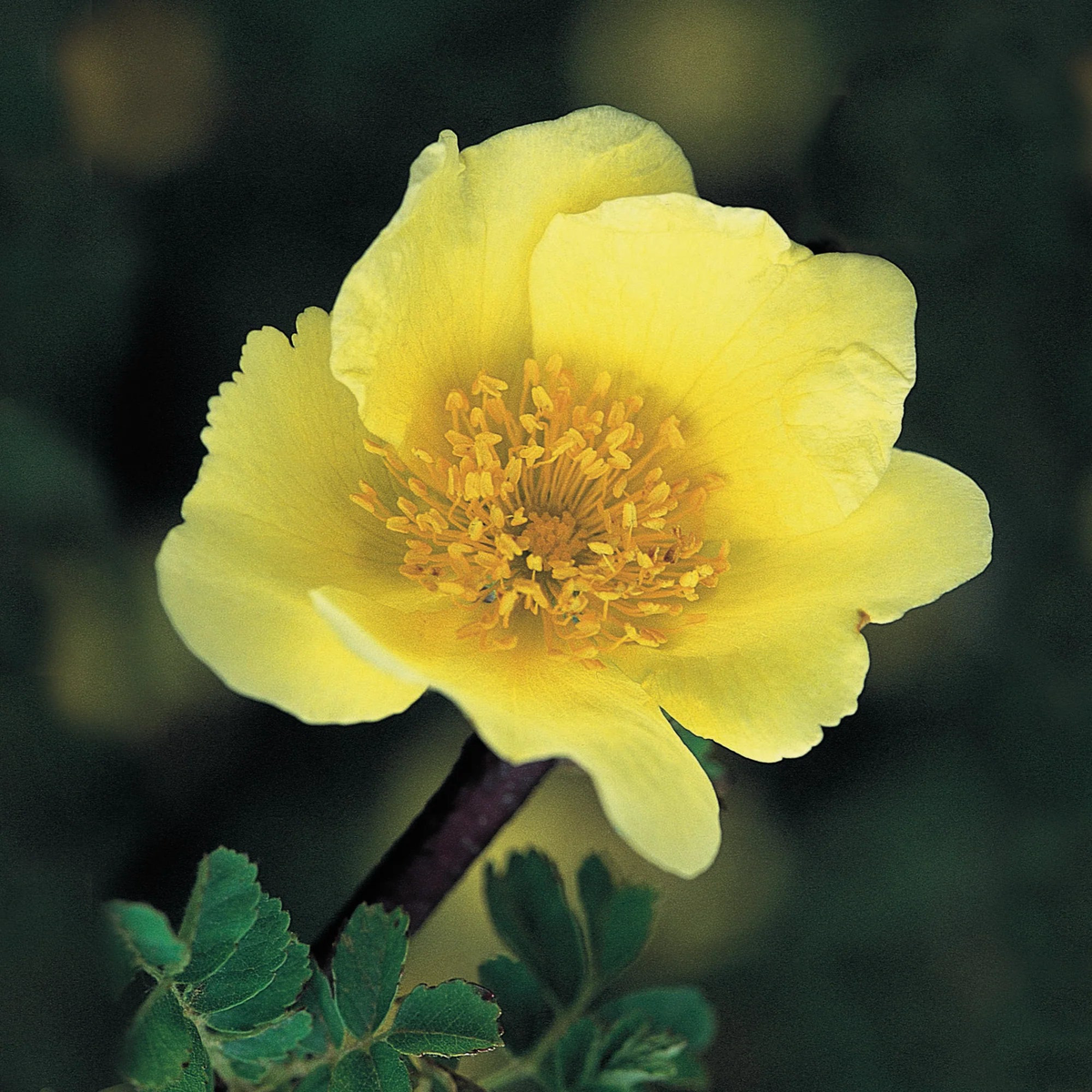 Xanthina Rose Flower Seeds for Planting 100 pcs Heirloom, Non-GMO, High Germination Garden Seeds