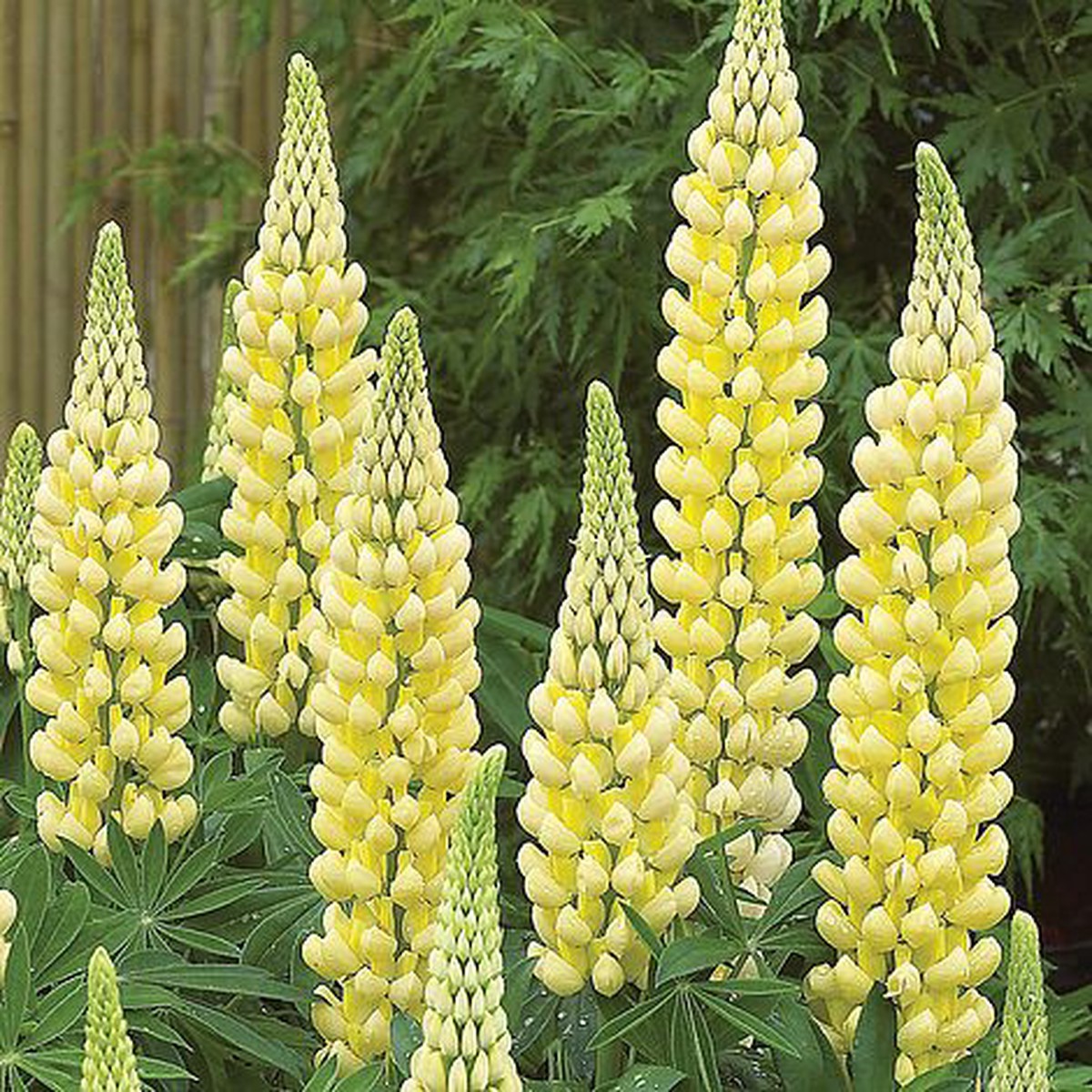 Yellow Lupine Flower For Planting Heirloom Non Gmo Garden Flower Seeds for Home Garden Planting,