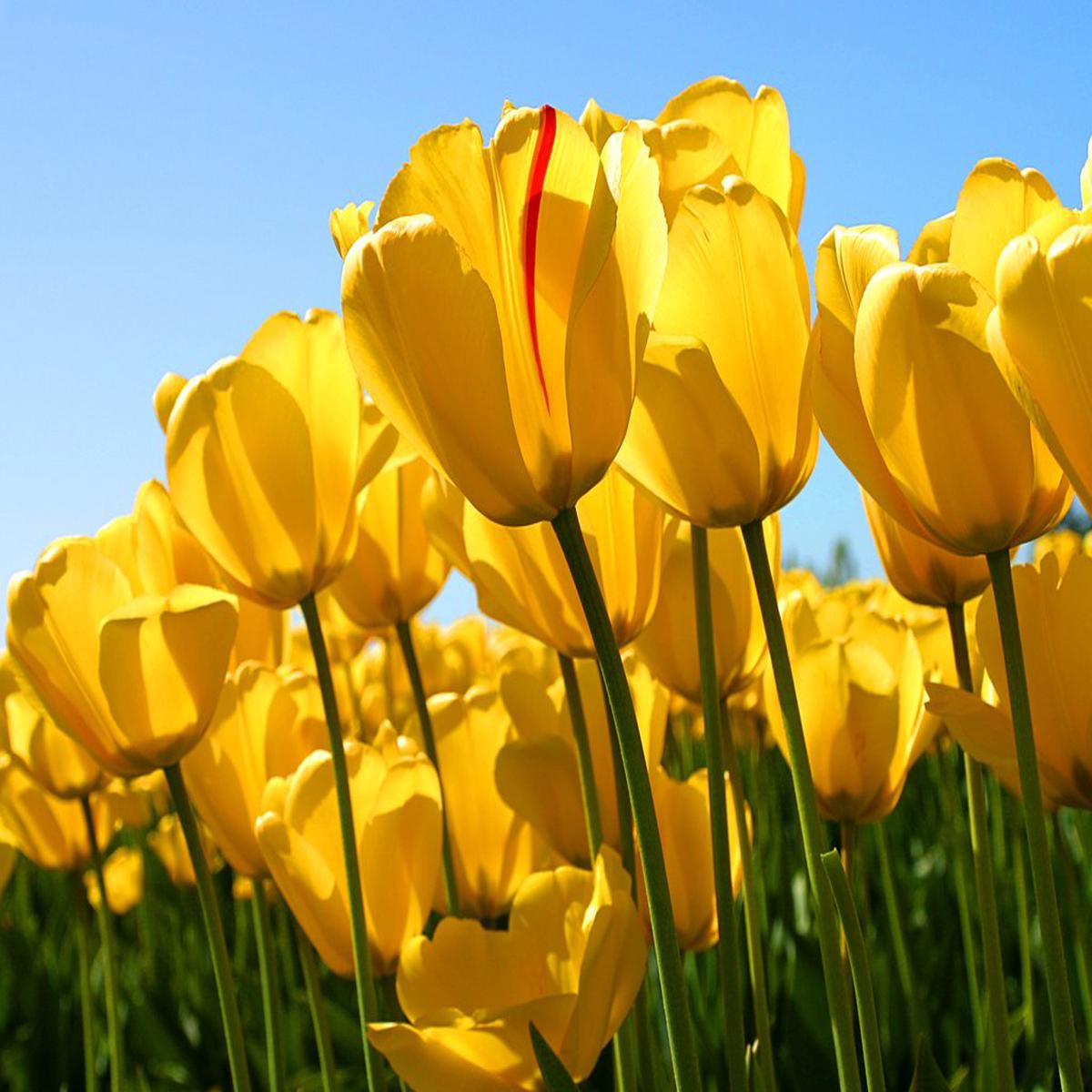 Yellow Tulip Flower seeds for Planting Shade Tolerant Heirloom & GMO Free Seeds for Home Garden