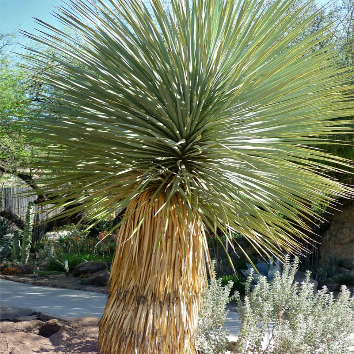 Yucca Thompsoniana Flower seeds for Planting Bright Blooms Heirloom & GMO Free Seeds for Home Garden
